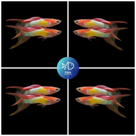5 Pair Japan Blue Red Double Swordtail Live Guppy Fish High Quality