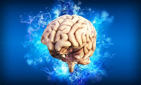 qué es el cerebro humano enciclopedia significados