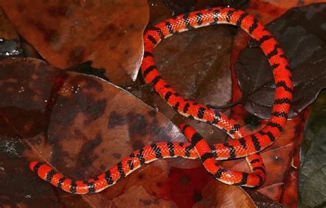 Coral Cylinder Snake Anilius Scytale Juvenile D6 Route D Flickr