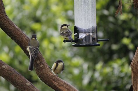 8 Ways To Get Your Yard Ready For Summer Bird Feeding Chirp Nature Center
