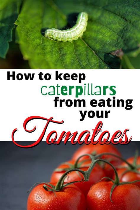 How To Get Rid Of Caterpillars In Your Vegetable Garden Easy Backyard