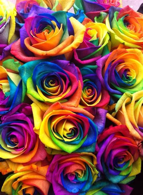 Rainbow Roses At Creative Designs Rainbow Wallpaper