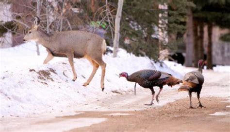 Missouri Department Of Conservation Sets Deer And Turkey Hunting Dates