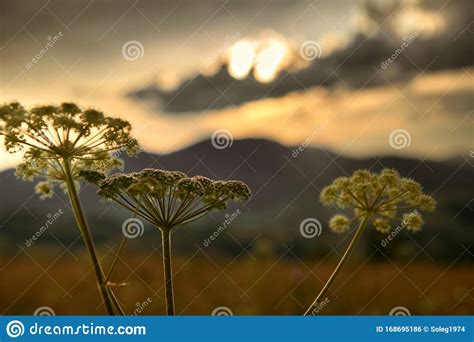Golden Sunset In Carpathian Mountains Beautiful Summer Landscape