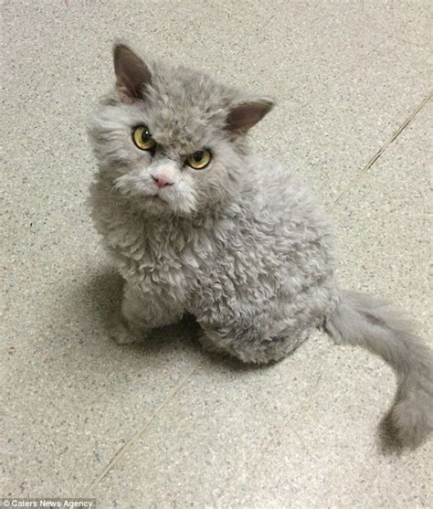 Albert Is A Breed Of Selkirk Rex Known For Their Wild Curly Hair
