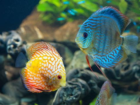 Discus Fish Hd Wallpapers Wallpaper Cave