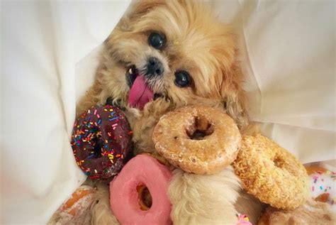 You Donut Understand How Excited These Dogs Are For Donut Day Goofy