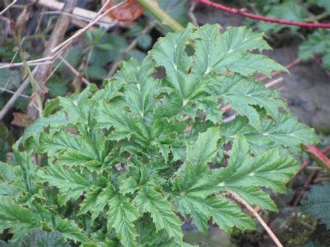 Giant Hogweed On The Rise River Severn Warning Pba Solutions