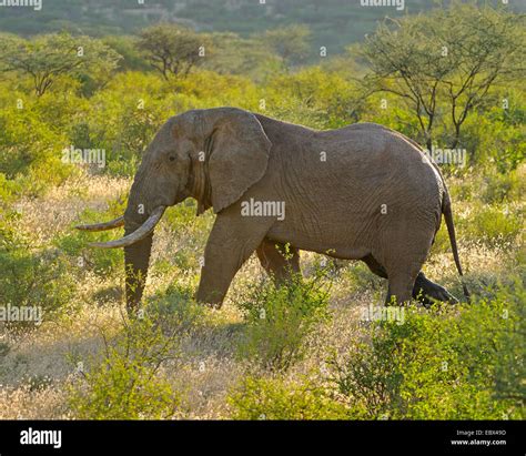 African Elephant Loxodonta Africana Male In Musth In Its Habitat