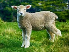 Lamb Farm Livestock · Free photo on Pixabay