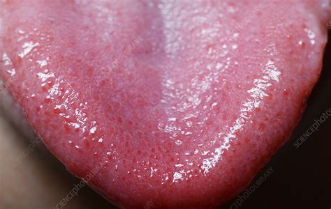 Taste Buds On Tongue Tip Stock Image C0279527 Science Photo Library