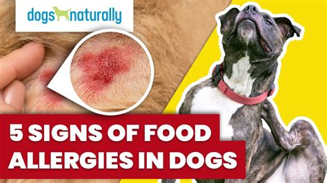 5 Signs Of Food Allergies In Dogs Youtube