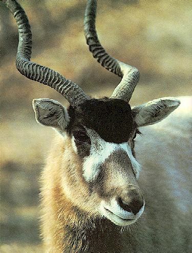Addaxes are also known as white antelopes and the screwhorn antelopes. Texas Exotics - Addax Antelope :: Rocky Woodford Outfitting