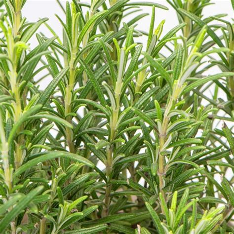 Rosemary Garden Plant Culinary Herb Free Uk Delivery Over