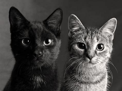 See more ideas about black kitten, crazy cats, kitten. black and white, cats, cute, kitten, photography - image ...