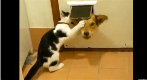 Cats Can Be Jerks And Here Is The Compilation To Prove Video Huffpost