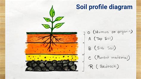 Soil Profile Diagrams Labelling