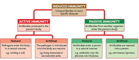 This can happen in many natural and artificial ways. Types of Immunity - APPSC Group 1 Mains - P4- S2-UNIT 5 ...