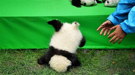A Picture Of A Cute Baby Panda Baby Pandas Cute And Funny Baby Panda