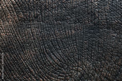 Elephant Skin Texture Black And White Or Background Stock Photo