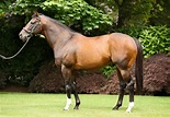 HOLY ROMAN EMPEROR COLT ON THE MARKET - Solario Racing