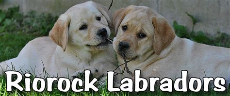 Black, chocolate & yellow labrador retriever puppies in california. Riorock Labrador Retrievers Breeders New England New ...