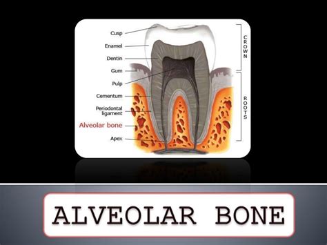 Alveolar Bone Anatomy For Kids