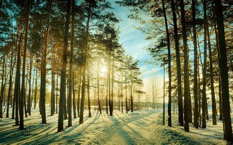 Sunny Day In The Snowy Forest Hd Wallpaper Cool Landscapes Snowy