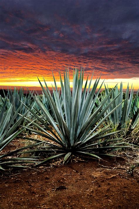 Photograph Dramatic Tequila Landscape By José De Jesús Cervantes