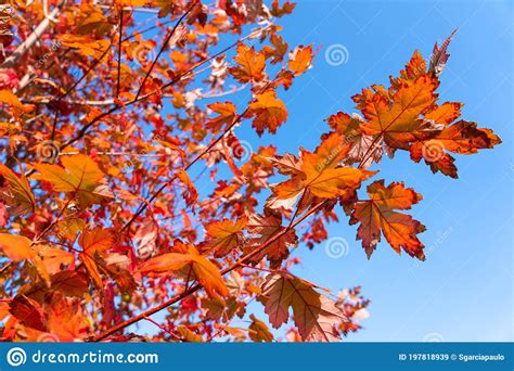 Tree Branch With Red Autumn Leaves Stock Image Image Of Contrast