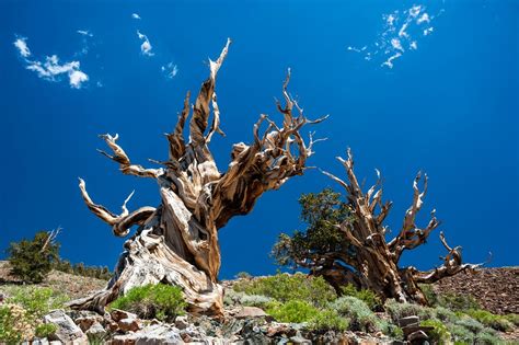 What Is The Oldest Tree In The World Worlds Oldest Tree Live Science