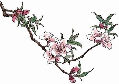 Blossom Peach Vector Clipart Cherry Drawing Blossoms