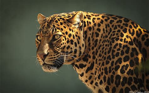 Animal Jaguar Hd Wallpaper