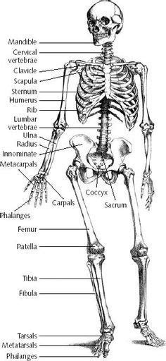 Know The Name Of Every Bone In The Human Body Science Education