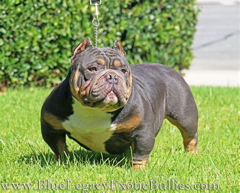 Males are slightly a little larger than the females. BEST EXOTIC BULLIES, BLUE TRI COLOR EXOTIC BULLY, POCKET ...
