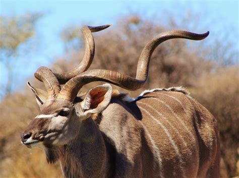 Kudu Bull Spiral Curls Of Horn By Livingwild The Safari Wild