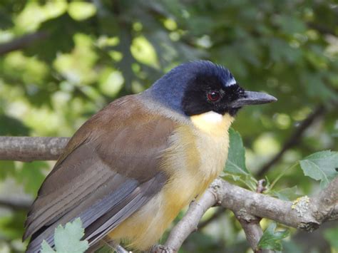 Walkthrough Aviary Blue Crowned Laughingthrush 040822 Zoochat