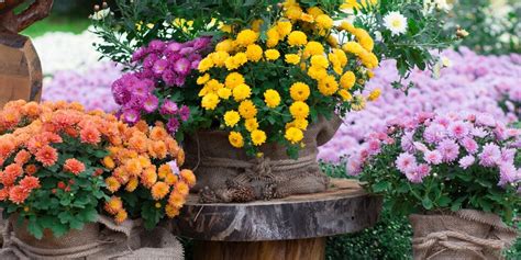 Chrysanthemum Care And Growing Guide