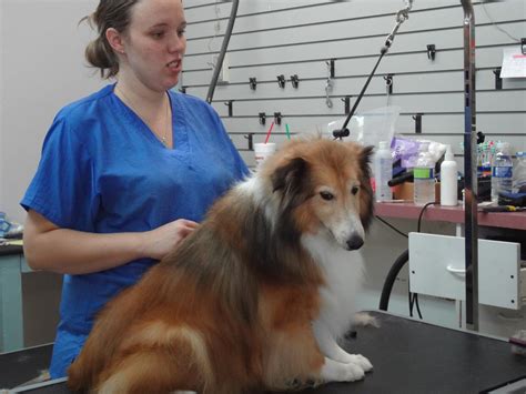 Take comfort that your dog is in the best our salon. Pet Grooming - Groomingdales Pet Salon