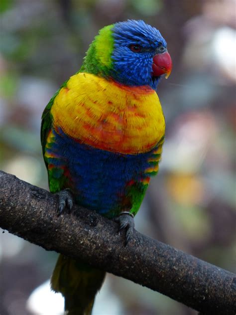 Free Images Branch Wildlife Green Red Beak Color Colorful