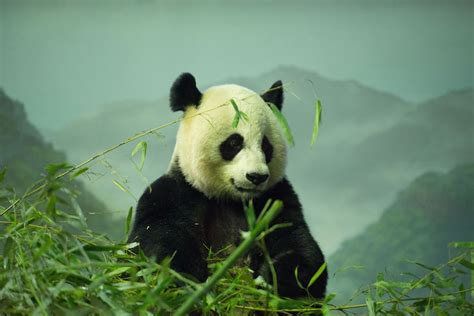 Mei Xiang A Giant Panda Ailuropoda Melanoleuca At The Smithsonian
