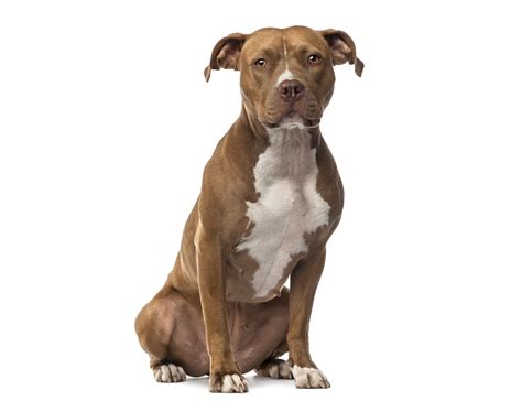 Pit Bull Owners Know Your Breed The Boston Globe