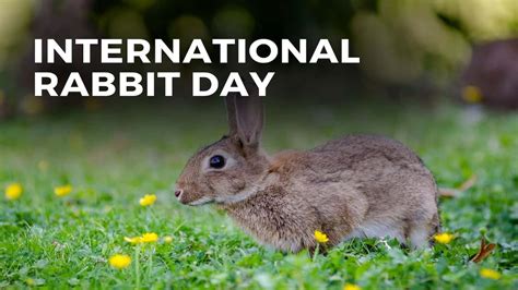 International Rabbit Day 2023 Date History Facts About Rabbit