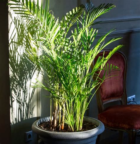 Why Is My Indoor Palm Tree Dying And How To Fix It Smart Garden Guide