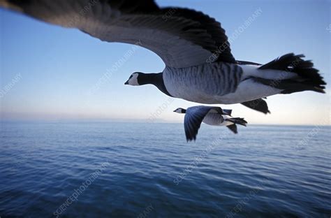 Barnacle geese flying - Stock Image - Z828/0424 - Science ...
