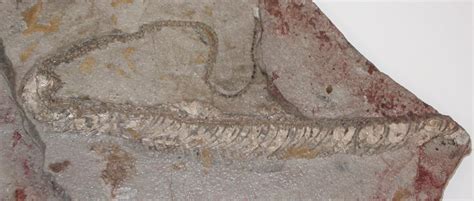 A Fossilized Snake Shows Its True Colors Geology Page