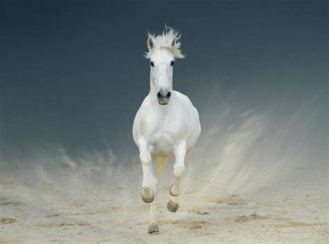 White Horse Galloping Art Print By Christiana Stawski