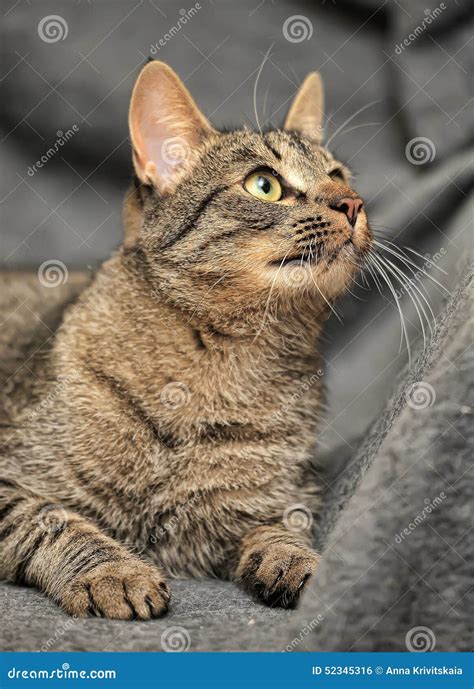 Brown Tabby European Shorthair Cat Stock Photo Image Of Alley