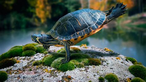 Full Hd 1080p Turtle Wallpapers Full Hd Download High