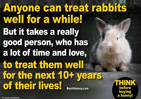 Rabbit Care Advice Best 4 Bunny Rabbit Care Pet Rabbit Rabbit
